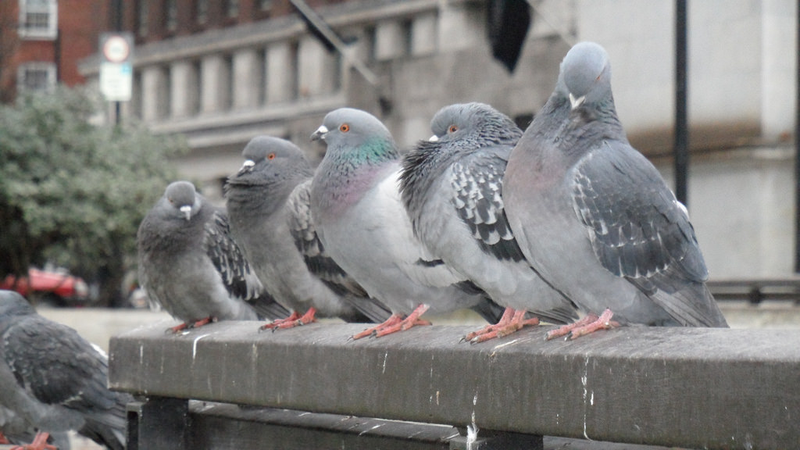Foto: aimee rivers / Flickr, bajo licencia Creative Commons.